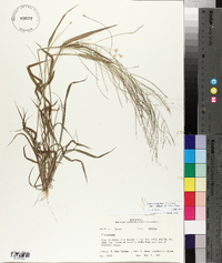 Leptochloa panicea subsp. brachiata image