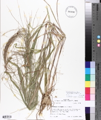 Leptochloa panicea subsp. brachiata image