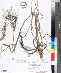 Leptochloa panicea image