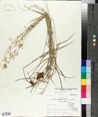Melica mutica image