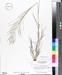 Leptochloa panicea image