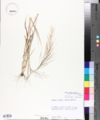 Leptochloa panicea subsp. brachiata image