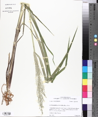 Leptochloa panicea image