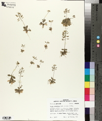 Draba cuneifolia image