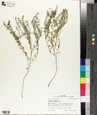 Lepidium oblongum image