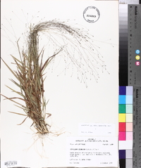 Digitaria cognata image