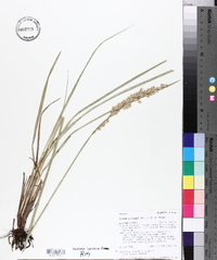 Leucopoa kingii image