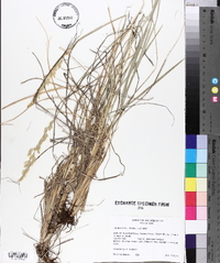 Leucopoa kingii image