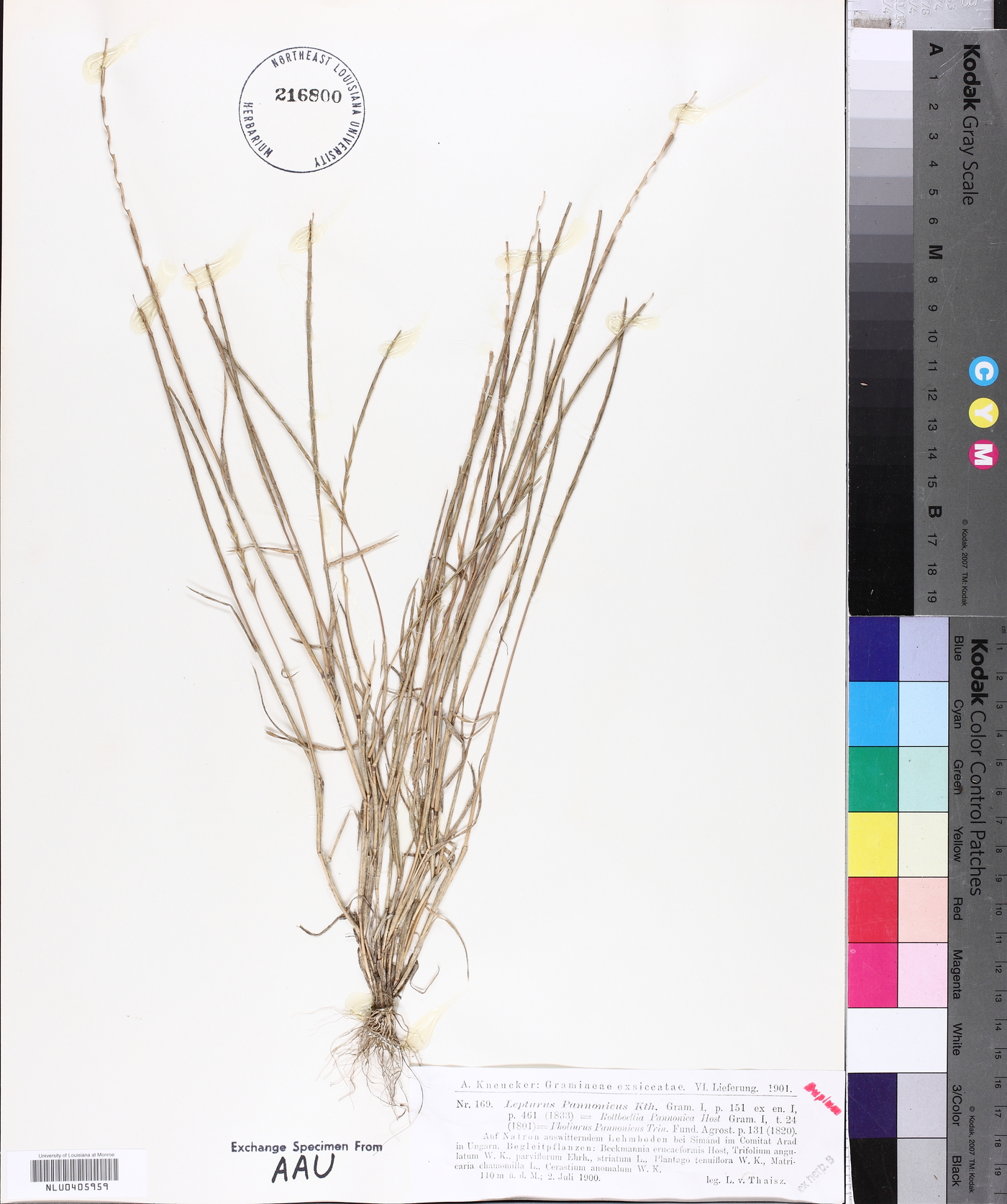 Pholiurus pannonicus image