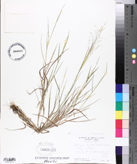 Digitaria cognata image