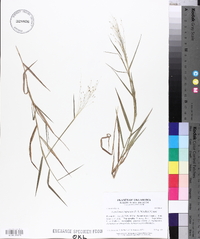 Digitaria cognata image