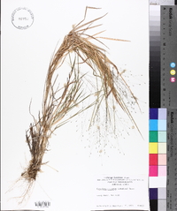 Digitaria cognata image