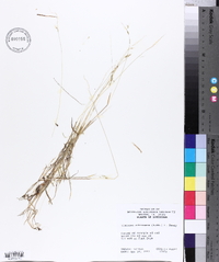 Limnodea arkansana image