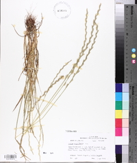 Lolium perenne subsp. multiflorum image