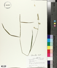 Melica mutica image