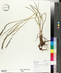 Melica bulbosa image