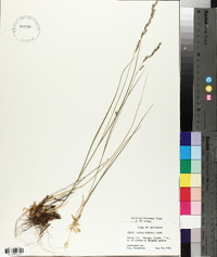 Melica bulbosa image