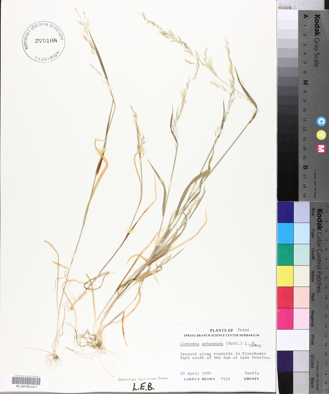 Limnodea arkansana image