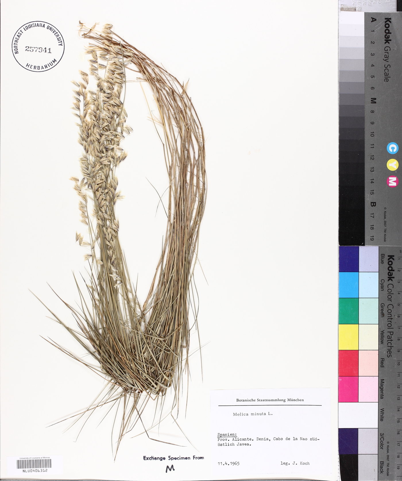 Melica minuta image