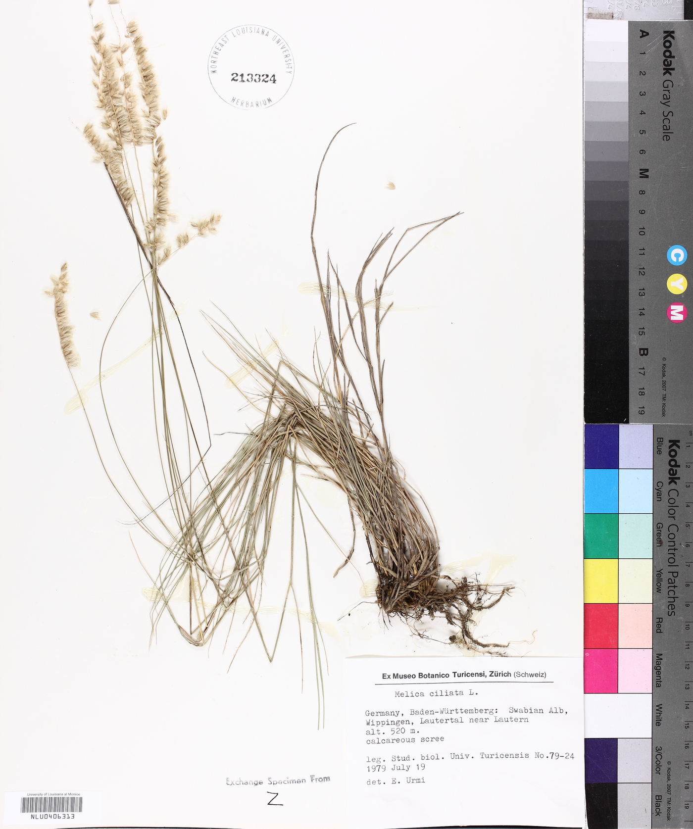Melica ciliata image