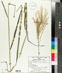 Miscanthus floridulus image