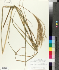 Miscanthus sinensis image