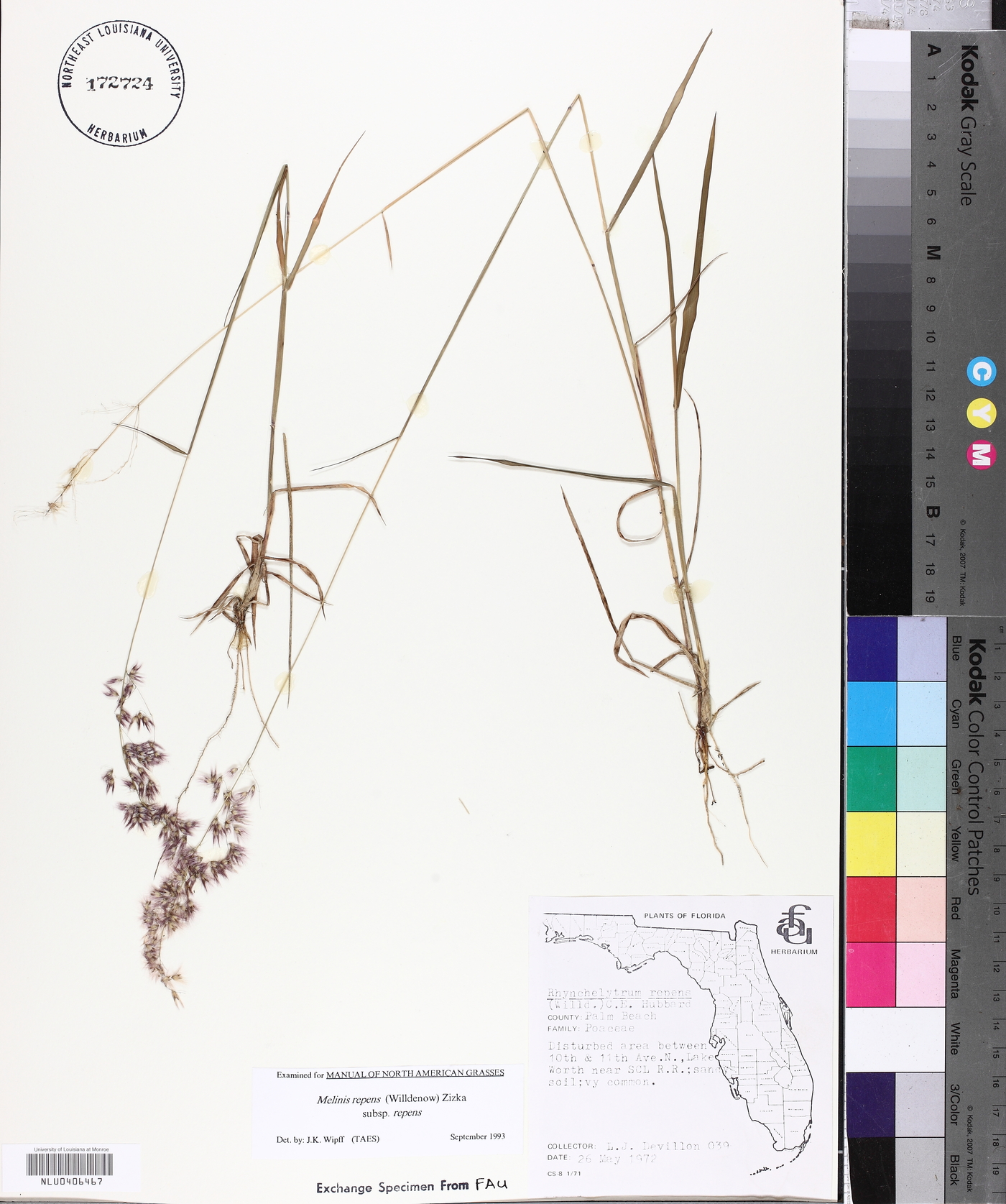 Melinis repens subsp. repens image