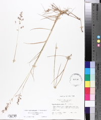 Melinis repens subsp. repens image