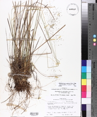 Muhlenbergia expansa image