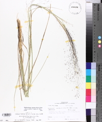 Muhlenbergia expansa image