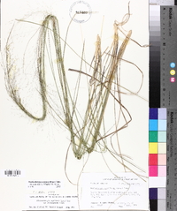 Muhlenbergia expansa image