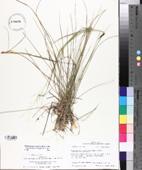 Muhlenbergia expansa image