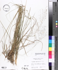 Muhlenbergia expansa image