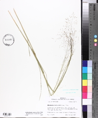 Muhlenbergia expansa image