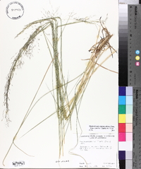 Muhlenbergia expansa image