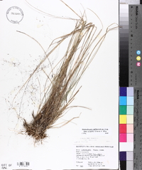 Muhlenbergia capillaris image