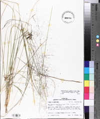 Muhlenbergia capillaris image