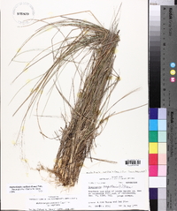 Muhlenbergia capillaris image