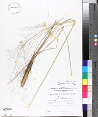 Muhlenbergia capillaris image