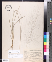 Muhlenbergia capillaris image