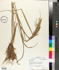 Oryza sativa image