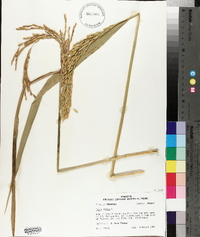 Oryza sativa image