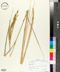 Oryza sativa image