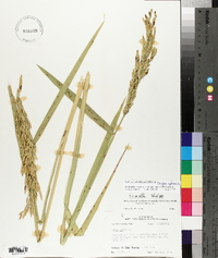 Oryza sativa image