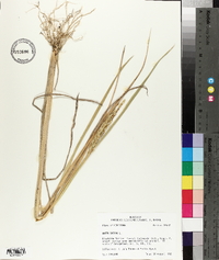 Oryza sativa image