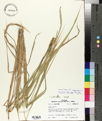 Oryza sativa image