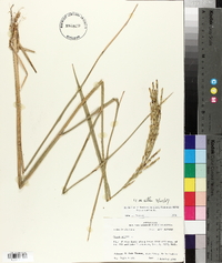 Oryza sativa image