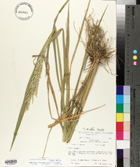 Oryza sativa image