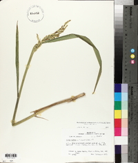 Oryza sativa image