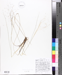 Muhlenbergia capillaris image